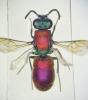 Chrysura laevigata
